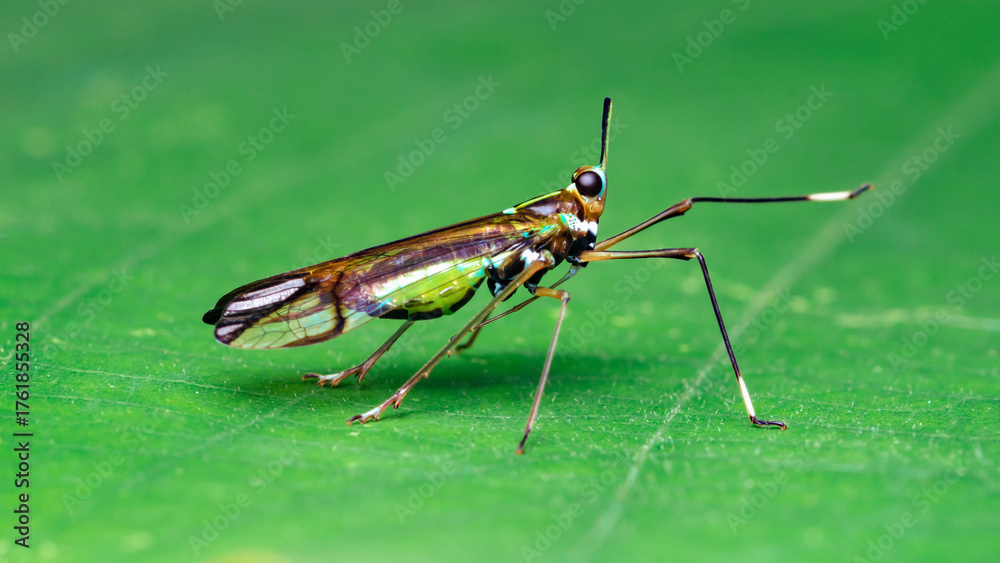 Fototapeta premium Colorful insect standing on a green leaf outdoors