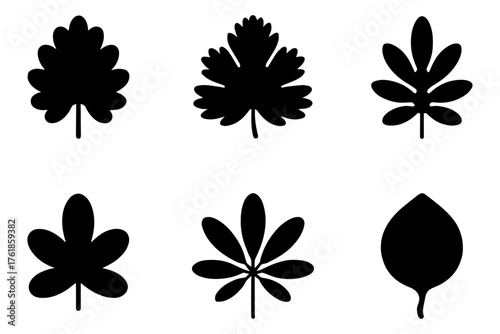 silhouette of  leaves nature foliage collection