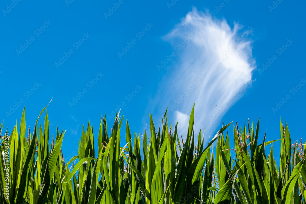 Obraz premium Tall green corn plants reach toward a vivid blue sky, crowned by a wispy cloud plume—an image of summer growth, clarity, and rural serenity.