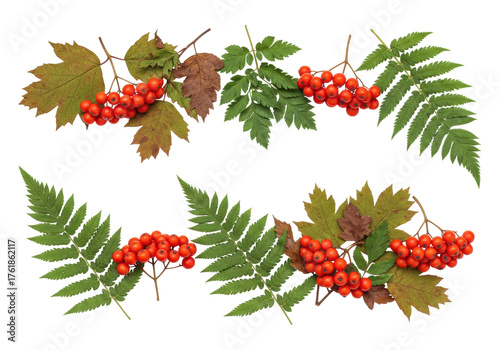 Fotografía Isolated autumn rowan berry clusters with fern leaves, still life arrangement se