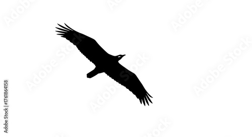 Majestic black bird soaring gracefully across a clear white sky, embodying freedom and power in its expansive flight