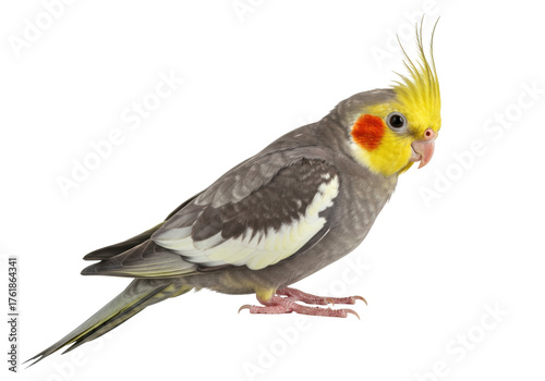 Isolated cockatiel in profile looking right, a lovely colorful bird with a yellow crest on its head