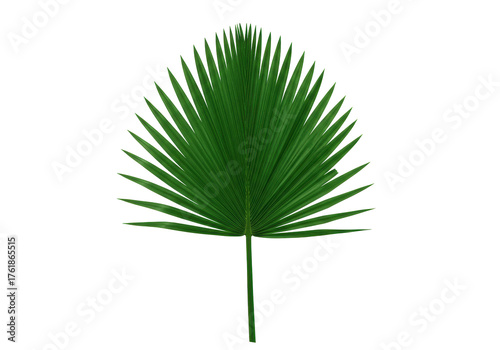 Quadro su tela Isolated green palmetto fan palm tree leaf, symmetrical and tropical, cut out ob