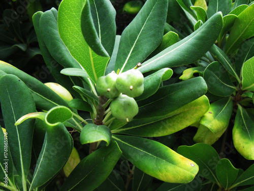 Green leaves with developing fruits on a tropical tree in a sunny environment