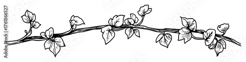 ivy vine with leaves on branch sketch vector illustration