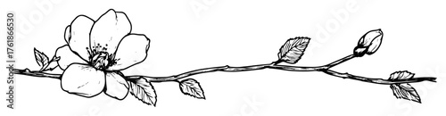 blossoming flower branch with bud sketch vector illustration