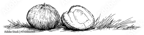 coconut whole and split in half tropical fruit sketch