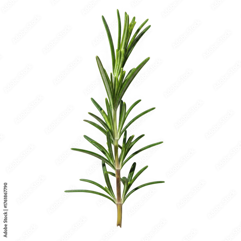 Fototapeta premium Fresh rosemary sprig isolated for culinary and aromatic uses isolated on transparent background