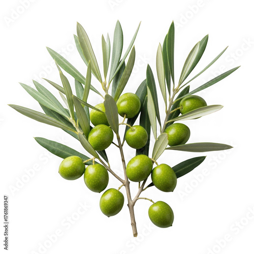 Wallpaper Mural Fresh green olives ripening on a branch with detailed leaves isolated on black isolated on transparent background Torontodigital.ca