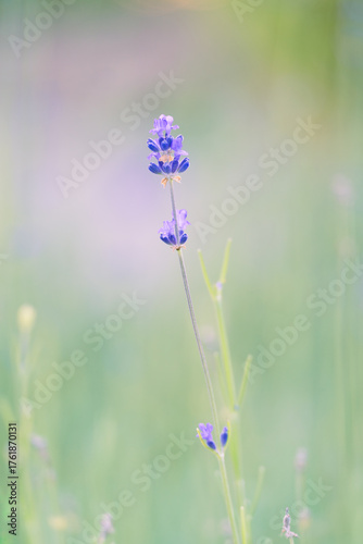 Delicacy and romance: single lavender twig on a dreamy green background