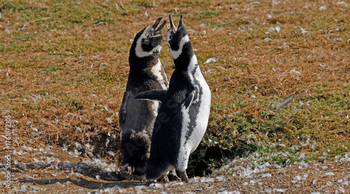 Φωτογραφία Magellan penguins