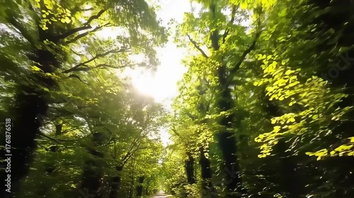 Sunlight Streaming Through Forest Canopy Along Country Road