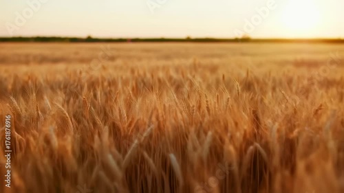 Ripe wheat field at sunset. Golden wheat swaying in the breeze