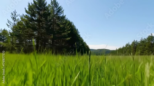 Sunny Green Meadow with Pine Trees Landscape