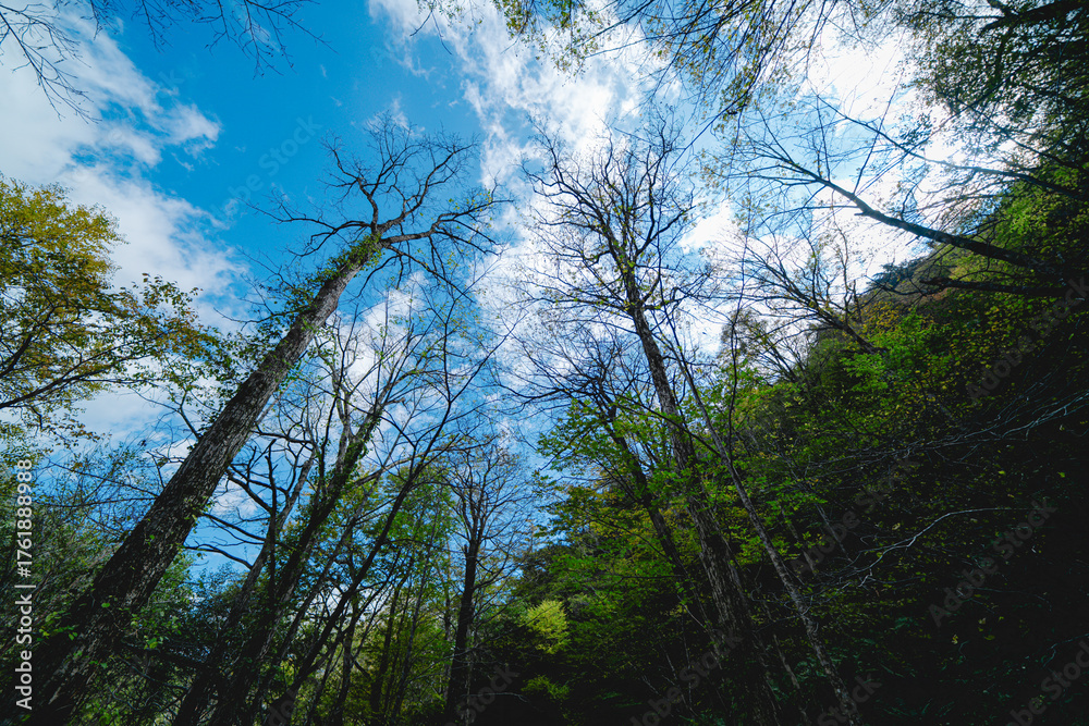 Obraz premium 上高地の大正池