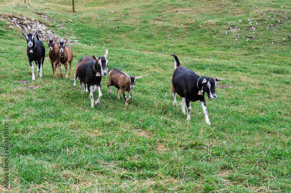 Fototapeta premium Troupeau de chèvres à l’alpage