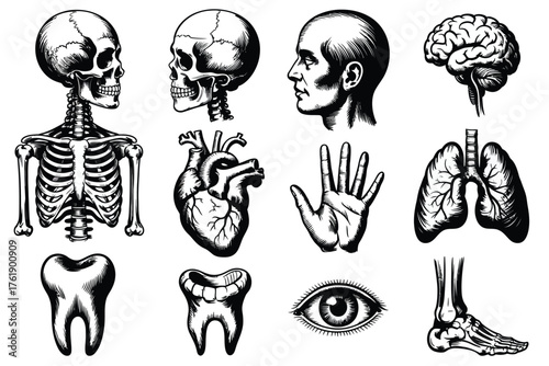 Vintage anatomical illustrations of human body parts and skeleton
