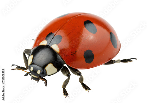 Red ladybug with black spots isolated PNG, close-up of a lady beetle on transparent background, beneficial insect for garden and nature projects