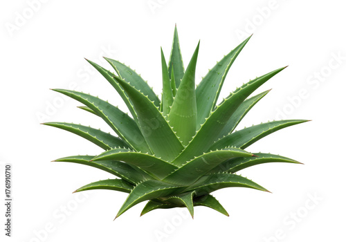Aloe vera plant PNG isolated on transparent background, succulent with spiky leaves for natural remedies and skincare products