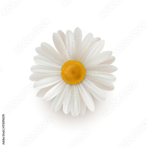 Flourishing chamomile plant with tender petals. Vector realistic, isolated bouquet for wedding decor or typography card design. Bud of daisy, wildflower floristic inflorescence, springtime