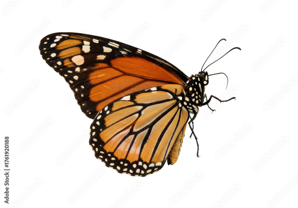 Obraz premium Isolated monarch butterfly spreading wings ready to fly for pollinating in springtime nature