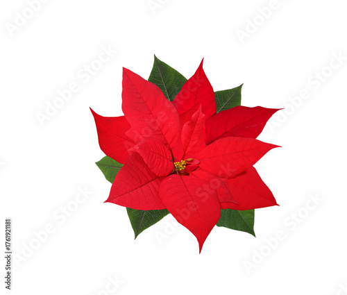 Christmas red poinsettia flower  isolated on transparent background
