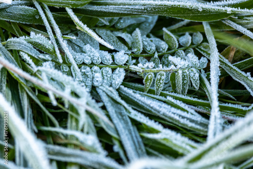 Field of grass covered in frost. The grass is tall and the frost is covering it. The image has a cold and wintry mood.