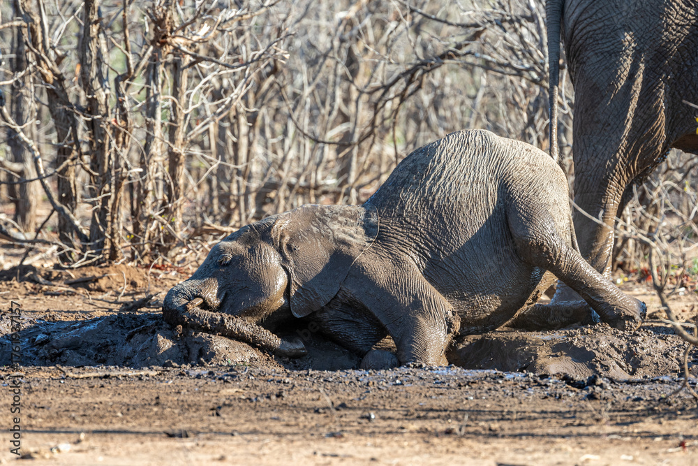 Fototapeta premium South Africa, Kruger National Park, African Elephant (Loxodonta africana)