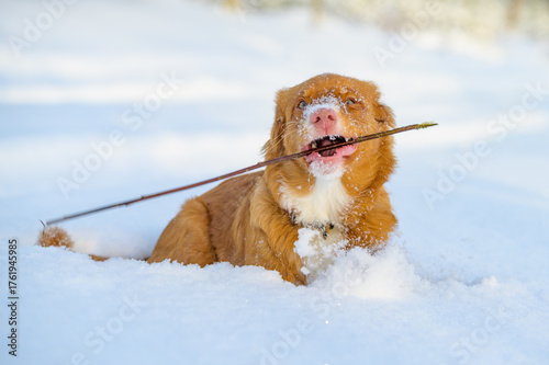 nova Scotia retriever dog in action in wintertime