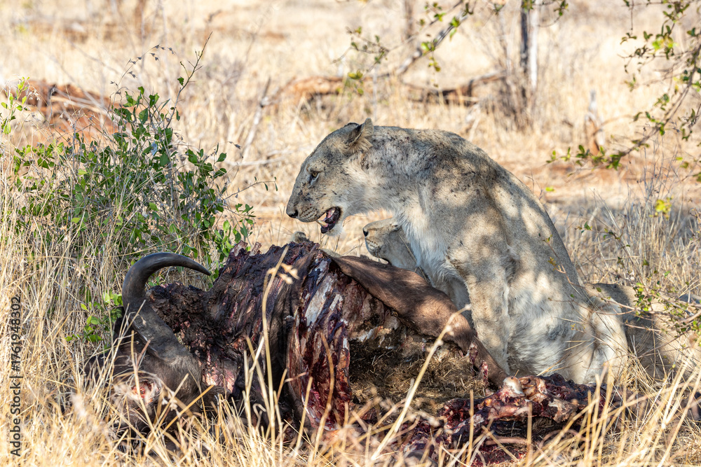 Obraz premium South Africa, Kruger National Park, Lion (Panthera leo), female, lioness