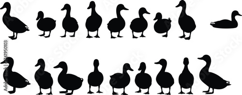 Duck silhouette vector collection, black bird shapes in standing, walking, and sitting poses, wildlife pattern design, cad drawing flat vector illustration