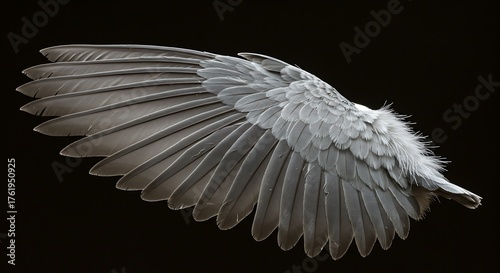 Detailed Close-up of a Birds Wing Against a Black Background.