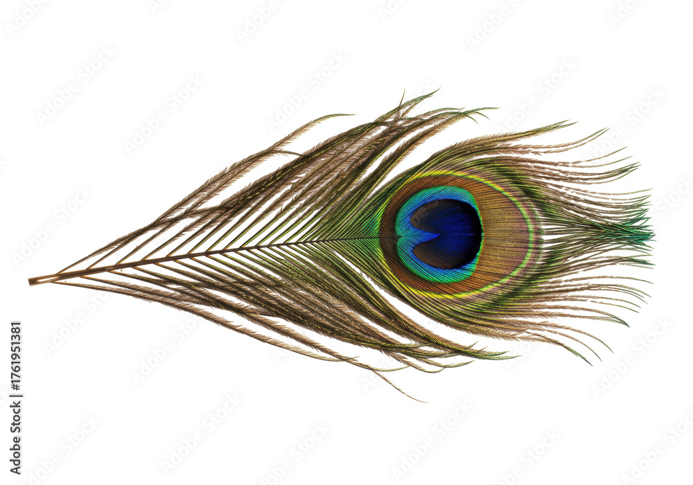 Fototapeta premium Isolated peacock feather with vibrant blue eye detail and delicate brown plumes extending out