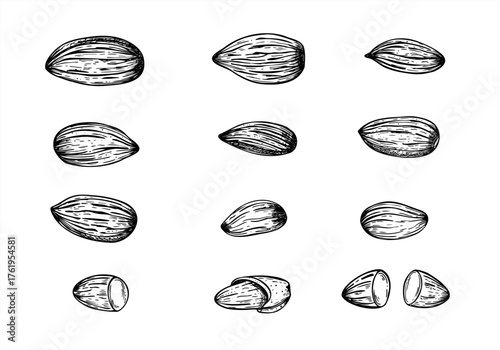 Dried peeled almond nuts monochrome vector isolated illustration set. Etching drawing of almond kernels. Healthy organic food ingredient clip art for fitness website designs, culinary posters