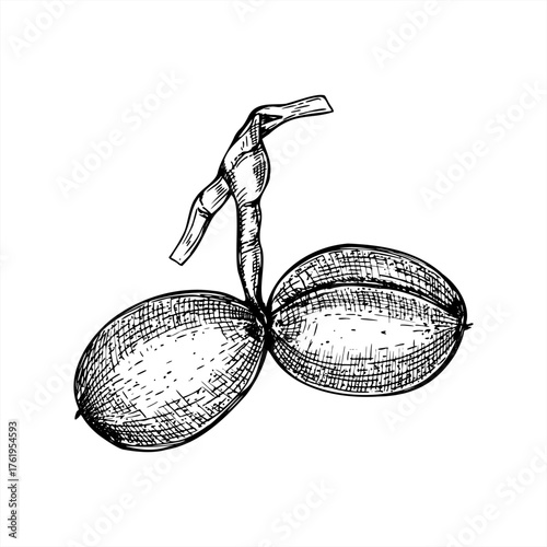 Two walnut nuts in shell on stem vector line ink illustration. Monochrome ripening pods etching drawing. Hand painted organic healthy natural fruit for medical blogs, nutrition guides