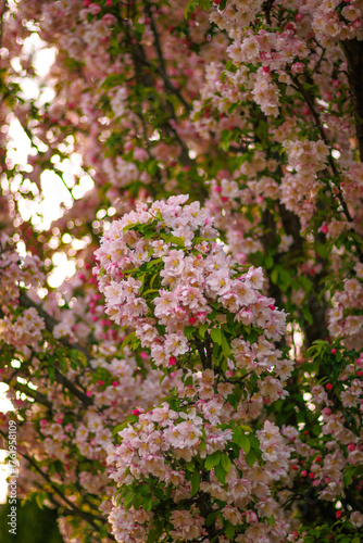 Flowers and Trees