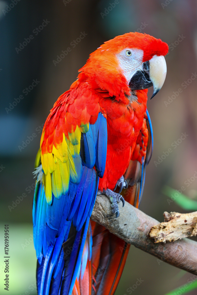 Naklejka premium Moody Parrot