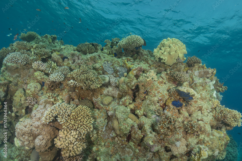 Obraz premium Coral reef and water plants in the Red Sea, Eilat Israel 