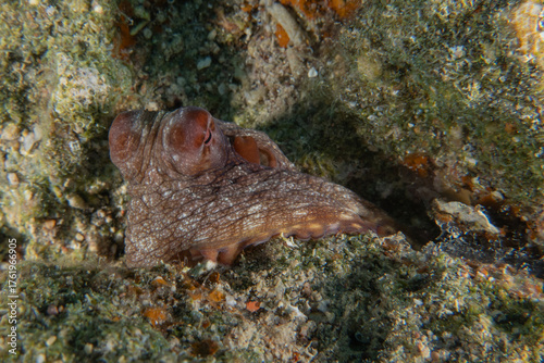 Photography Octopus king of camouflage in the Red Sea, Eilat Israel