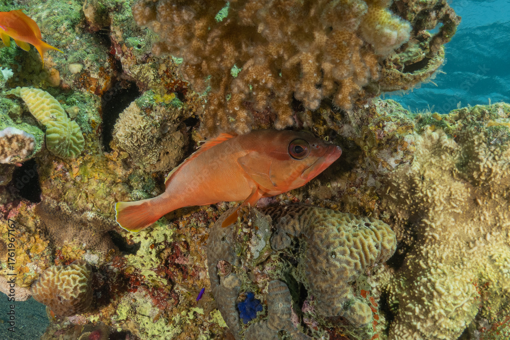 Fototapeta premium Fish swimming in the Red Sea, colorful fish, Eilat, Israel 