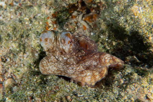 Photography Octopus king of camouflage in the Red Sea, Eilat Israel