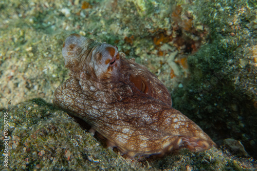 Photography Octopus king of camouflage in the Red Sea, Eilat Israel