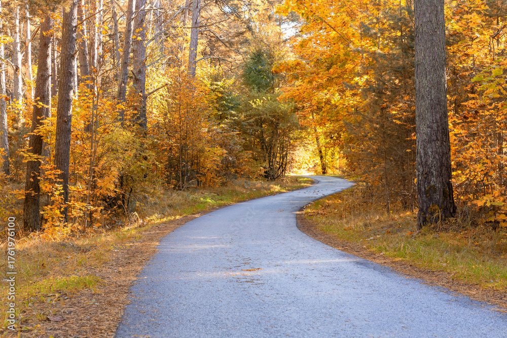 Fototapeta premium Curved road through golden autumn forest with bright yellow and orange foliage, seasonal nature background, tranquil scenic landscape, fall travel concept, colorful panoramic banner with copy space