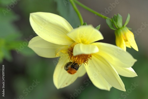 A bumblebee collects pollen from a yellow flower