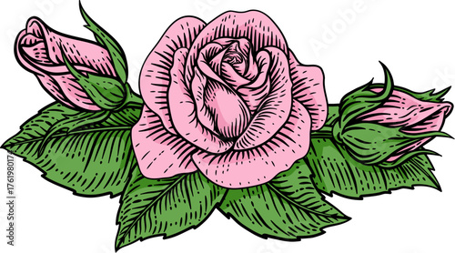 Fotografie A rose flower woodcut illustration in a vintage engraved etching woodcut style