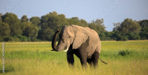 Beautiful portrait of an african elephant.
When it comes to seeing African elephants in the wild, there are few safari destinations that can beat Chobe National Park. Botswana, Africa.