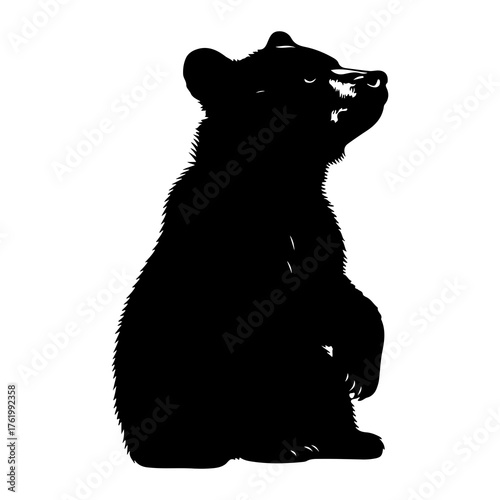 Black bear cub looking up black silhouette standing