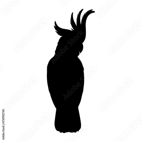 Black cockatoo crest raised silhouette bird