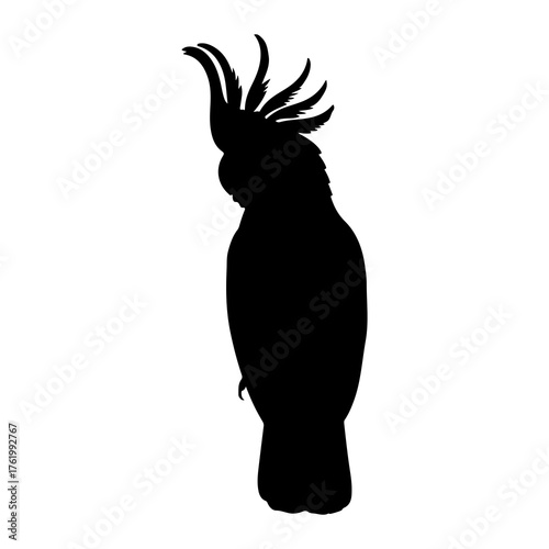 Black cockatoo silhouette crest raised bird silhouette