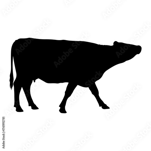 Black cow walking silhouette cattle livestock